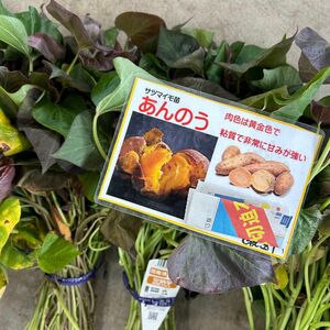 安納芋　さつまいも苗　約130本　訳あり