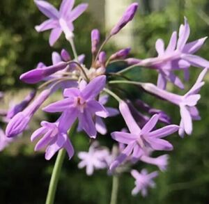 ツルバキア　抜き苗　紫花　球根　多年草