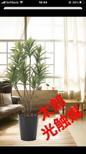光の楽園　光触媒　人工観葉植物　フェイクグリーン　フレッシュドラセナ1.2m