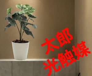 光触媒　人工観葉植物　ウォールグリーン　フェイクグリーン　ウンベラータ75センチ