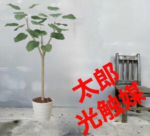 光の楽園　光触媒　人工観葉植物　ウォールグリーン　フェイクグリーン　ウンベラータ1.8p