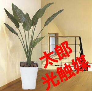 光の楽園　光触媒　人工観葉植物　ウォールグリーン　フェイクグリーン　 ストレチア 1.1m