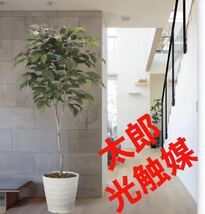 光の楽園　光触媒　人工観葉植物　ウォールグリーン　フェイクグリーン　コーヒーツリー180_画像1