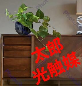 光触媒　人工観葉植物　ウォールグリーン　フェイクグリーン　ポトス花器付