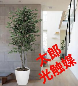 光の楽園　光触媒　人工観葉植物　フェイクグリーン　ベンジャミンツリー 1.8m