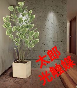 光の楽園　光触媒　人工観葉植物　ウォールグリーン　ウッドボックスポリシャス1.0m