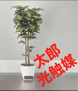 光の楽園　光触媒　人工観葉植物　ウォールグリーン　フェイクグリーン　欅ケヤキ1.8m