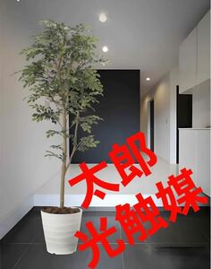 光触媒　人工観葉植物　ウォールグリーン　フェイクグリーン　トネリコ1.6