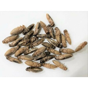 [ free shipping * cool flight shipping ] freezing i eko orogi imago 1kg( approximately 3300 pcs entering )