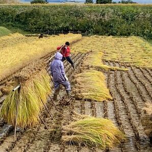 令和5年産　長野県　八重原米　ハゼかけ米　天日干し　玄米　コシヒカリ　24キロ