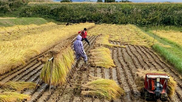 令和5年産　長野県　八重原米　ハゼかけ米　天日干し　減農薬　コシヒカリ　玄米　24キロ