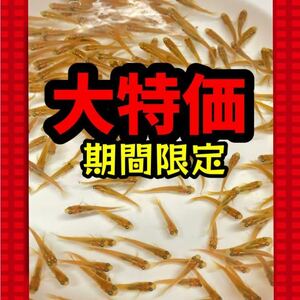 送料無料◆ヒメダカ1000匹◆ お祭りやイベントに！メダカすくい、行事に！即日発送可能