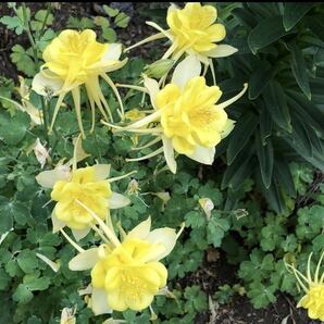 花の種☆オダマキ☆西洋オダマキ☆黄☆約10粒☆の画像2