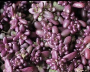 多肉植物 ☆ポーチュラカ　ピンキー☆10個☆頭の部分☆紫に紅葉☆夏には大きなピンク花が咲きます☆カット苗☆転がしおくと発根します