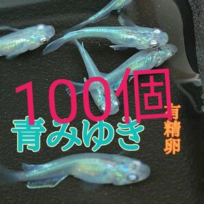 青みゆき　めだかの有精卵　100個+@個　送料無料