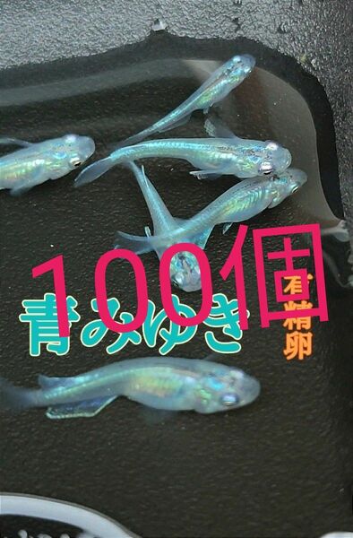 青みゆき　めだかの有精卵　100個+@個　送料無料