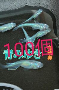 青みゆき　めだかの有精卵　100個+@個　送料無料