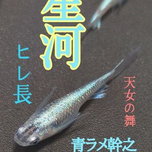 プラチナ星河メダカ　ヒレ長　の有精卵　20個+@個　送料無料