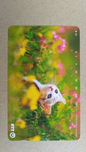 猫のテレホンカード