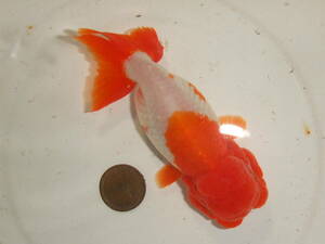 1★宇野系らんちゅう★：３歳魚(メス)・・・画像の魚・約12cm