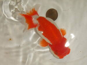 ②* Uno group golgfish *:3 -years old fish ( female )*** pictured fish * approximately 12cm