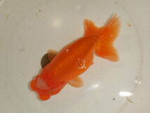 ③★宇野系らんちゅう★：３歳魚(メス)・・・画像の魚・約12cm_画像2