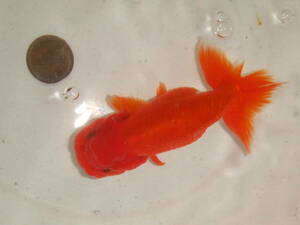 ④* Uno group golgfish *:3 -years old fish ( female )*** pictured fish * approximately 10cm