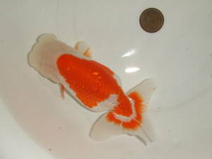 ①* own production golgfish * golgfish world * considering Chan :2 -years old fish ( female )** pictured fish * approximately 14cm