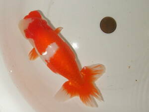 ②* own production golgfish * golgfish world * considering Chan :2 -years old fish ( male )** pictured fish * approximately 14cm