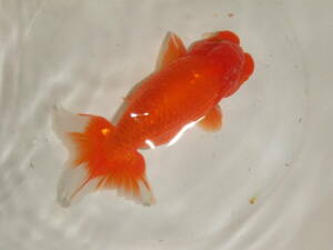 ③* own production golgfish * golgfish world * considering Chan :2 -years old fish ( male )** pictured fish * approximately 13cm