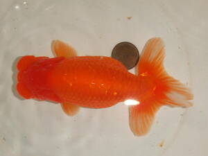 ④* own production golgfish * golgfish world * considering Chan :2 -years old fish ( female )** pictured fish * approximately 14cm