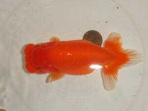 ⑤* own production golgfish * golgfish world * considering Chan :2 -years old fish ( female )** pictured fish * approximately 14cm