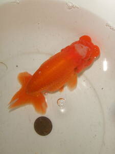 ③★宇野系らんちゅう★：３歳魚(メス)・・・画像の魚・約12cm