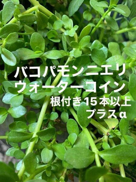 バコパモンニエリ&ウォーターコイン水上葉15本以上