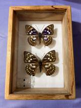 【D588】 オオムラサキ ペア 蝶の標本 当時物 貴重品種_画像1