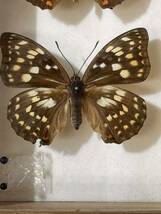 【D588】 オオムラサキ ペア 蝶の標本 当時物 貴重品種_画像3