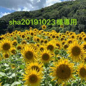 sha20191023様専用　２点セット