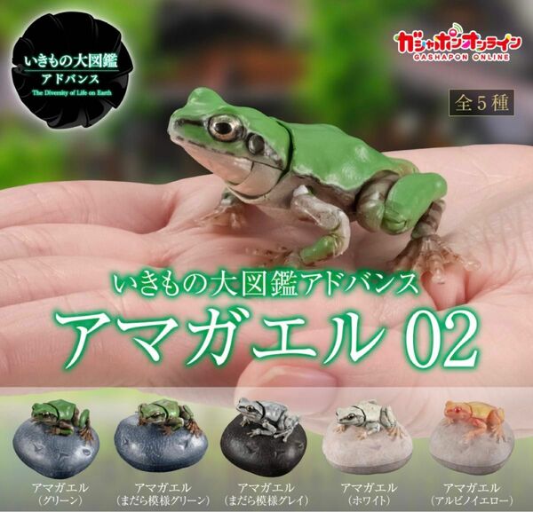 いきもの大図鑑アドバンス　アマガエル 02 5 種セット