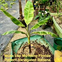 斑入りが美しい『フロリダ風斑入りレップムナンバナナ苗』_画像1