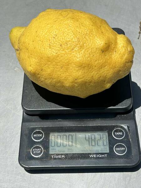 送料無料　大きなレモン5キロ　無農薬栽培　除草剤も一切使用していません