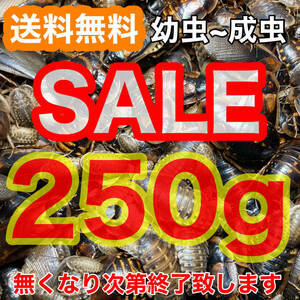 【SALE】☆送料無料☆【デュビア】幼虫～成虫250g(全サイズMIX)+死着保証1割《匹数(量)は説明欄を御参考下さい》