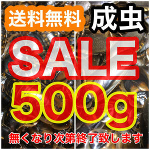 【SALE】☆送料無料☆【デュビア】成虫500g(雄雌ランダム)+死着保証1割《匹数(量)は説明欄を御参考下さい》