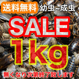 【SALE】☆送料無料☆【デュビア】幼虫～成虫1kg(全サイズMIX)+死着保証1割《匹数(量)は説明欄を御参考下さい》