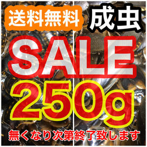 【SALE】☆送料無料☆【デュビア】成虫250g(雄雌ランダム)+死着保証1割《匹数(量)は説明欄を御参考下さい》