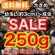 【SALE】☆送料無料☆【大きめデュビア】幼虫L～成虫250g(サイズMIX)+死着保証1割《匹数(量)は説明欄を御参考下さい》_画像1