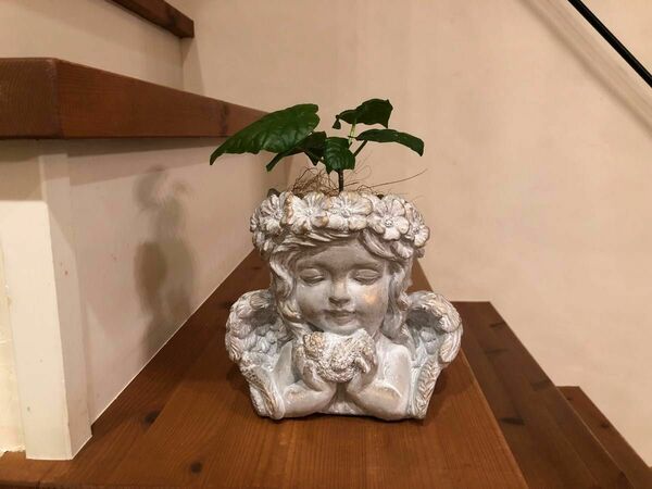 アンゲルス　ポット　天使と小鳥の植木鉢　かわいい　園芸雑貨屋　寄せ植え　多肉植物　庭　玄関　園芸用品　ガーデニング　インテリア