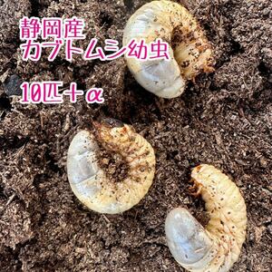 【 国産カブトムシ 】 幼虫 10匹+α ⑤