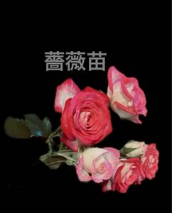 薔薇苗　ミニ薔薇1苗 No.e3