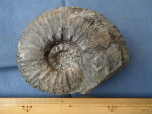 0 fossil specimen paki discus *awajiensis(1 class goods )