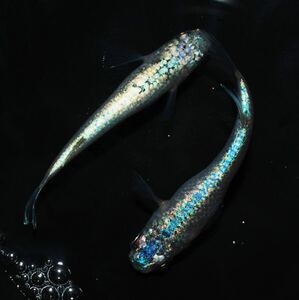 【三河めだかファームズ】メダカ屋サバンナ様直系　ネプチューン　仔魚７匹+α！！　超極上種親個体画像